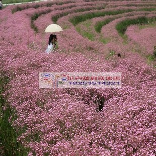 混单色多年生宿根耐寒满天星花种子石头花种子 野花组合种子包邮