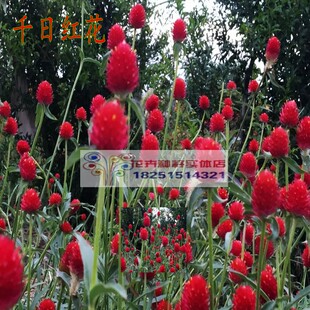 混单色千日红花种子千日紫种子千日白种子 野花组合种子花籽包邮