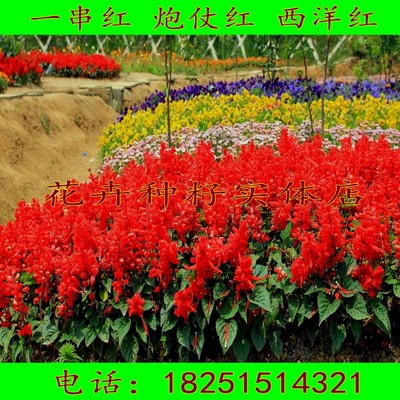 一串红种子矮高串串红种子一串蓝种子西洋红爆仗红象牙红种子包邮