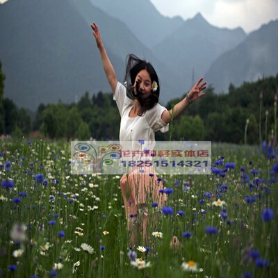 多年生宿根耐寒种子野花组合包邮