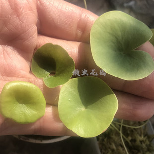 懒虫花园—食虫植物绿色荷叶狸藻根上有捕虫囊半水生植物捕虫植物