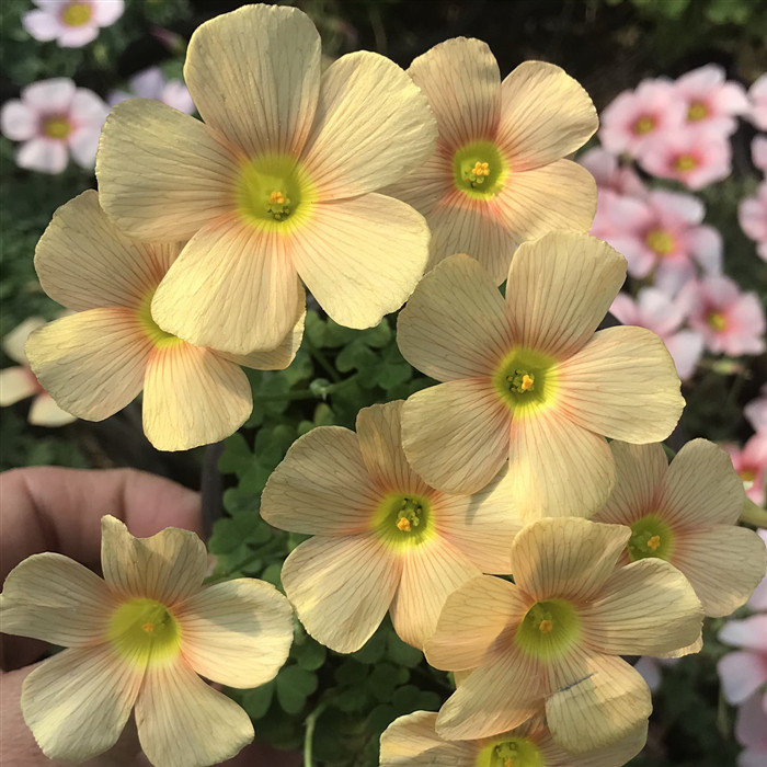 懒虫花园晚花酢浆草OB爪芙蓉多桌面绿植
