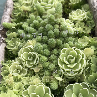 懒虫花园-伏地魔大姬星美人多肉趴地植物配草控养一物一拍