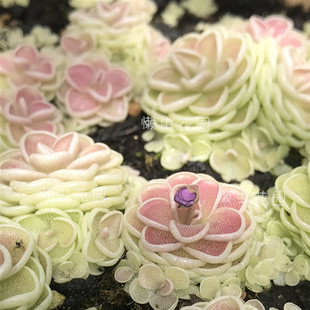 懒虫花园-爱丝捕虫堇爱兰圆切立博瑞食虫植物会开花 小群带土团发