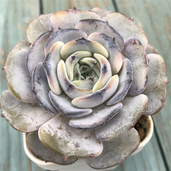 懒虫花园-独家 添妆 一物一拍 老桩多肉植物出状态黑边季节锦