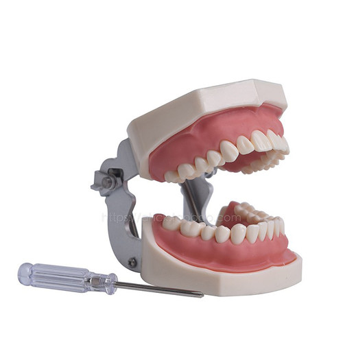 口腔牙模型仿真练习离体考试教学