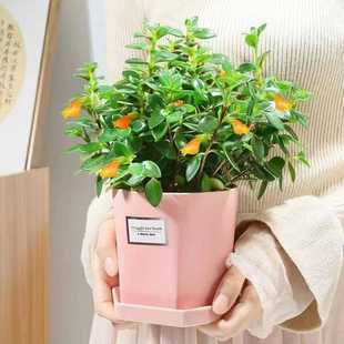 【驱蚊驱虫】金鱼吊兰盆栽绿植花卉净化空气吸甲醛办公室四季长青