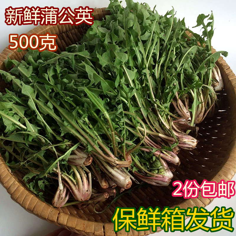 东北新鲜野菜蒲公英 现挖婆婆丁2份包邮净菜保鲜箱发货