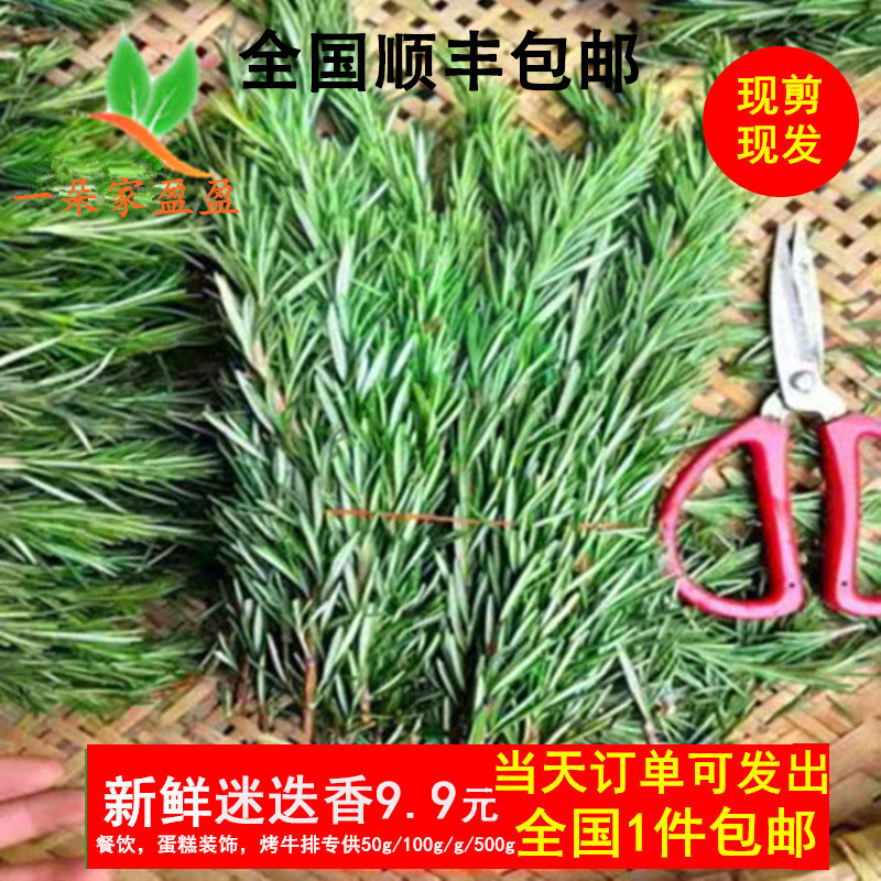 迷迭香新鲜迷迭香食用迷迭香迷迪香迷失香烧烤酒店牛排用