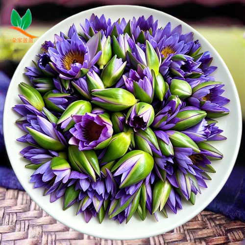 现货新鲜蓝莲花鲜花500g睡莲做纯露提取原料三斤起订