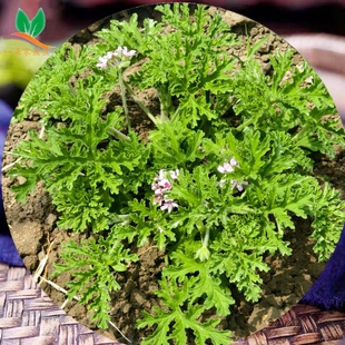 新鲜香叶天竺葵玫瑰气味 新鲜枝叶 易氧化发黄  纯露非食用材料