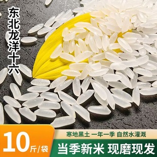 东北黑龙江农家大米5KG泰来龙洋十六大米长粒香大米当季现磨新米