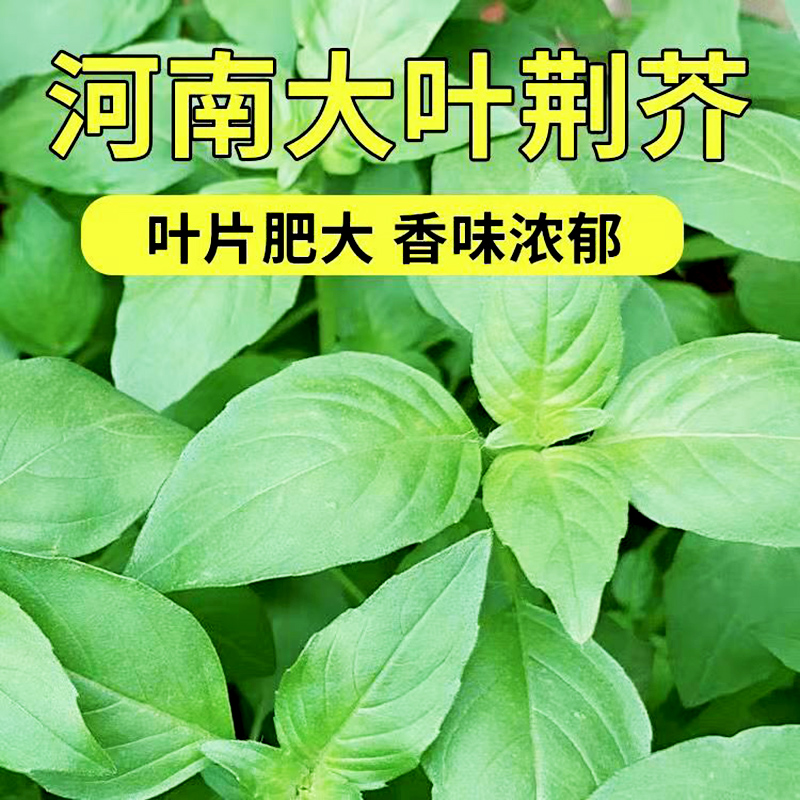 荆芥种籽种植原装荆柠檬四季播小菜易种苗菜香草菜籽夏日疏菜家庭