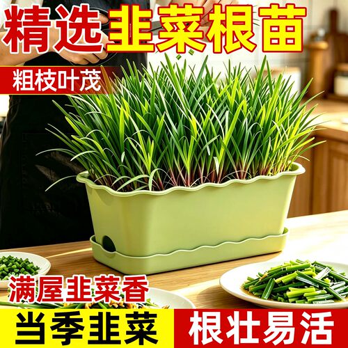 室内阳台四季盆栽紫根韭菜根苗