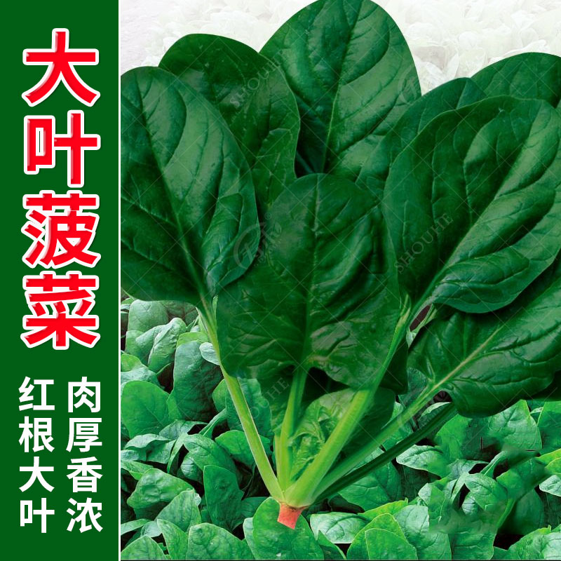 大叶菠菜种子四季蔬冬籽天耐寒盆