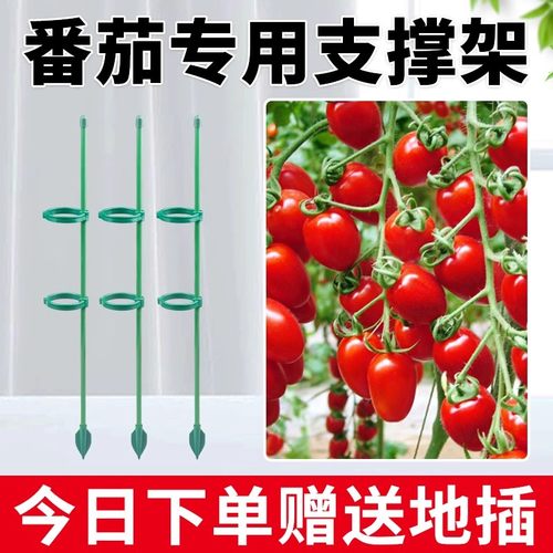西红柿专用爬藤花架防倒伏