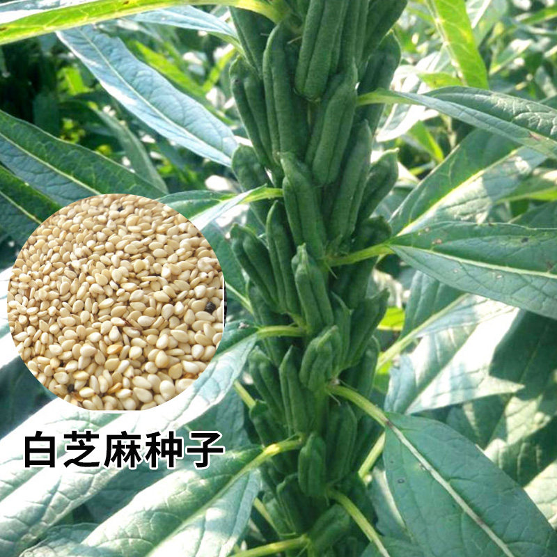 矮脚白芝麻种子高产农家杂粮籽春图片