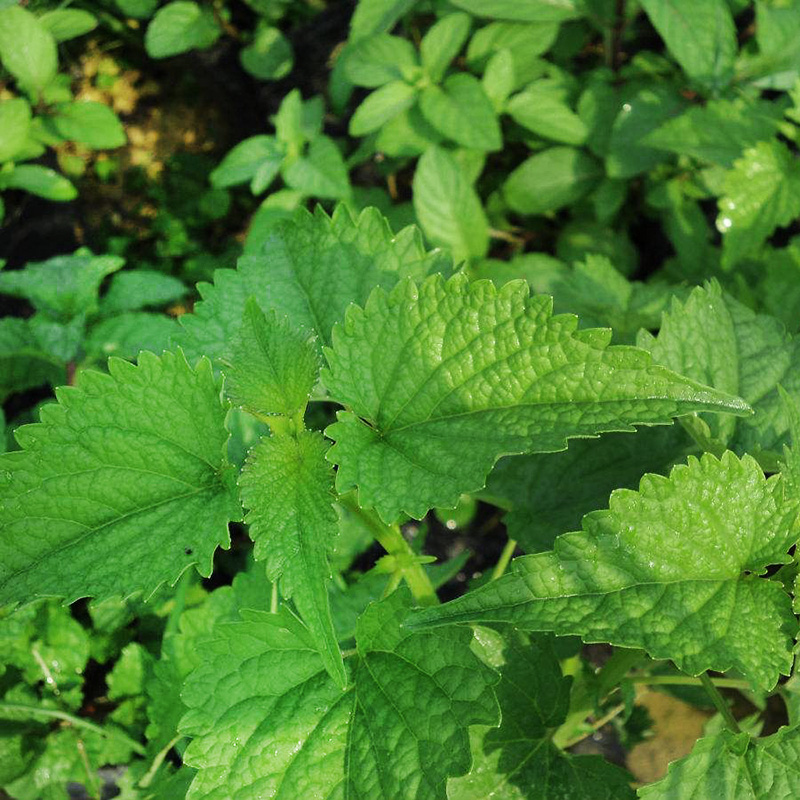 藿香种子菜籽大全四季野青阳台盆