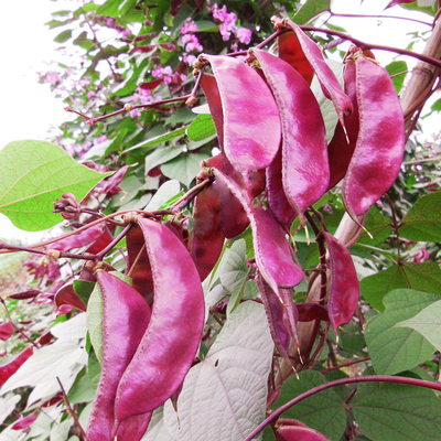 眉豆种子扁孑高产农家角籽大全梅