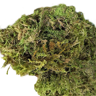 苔藓干铁皮石斛爬宠天然乌龟蝴蝶兰花专用水苔养花垫材干青苔兰花