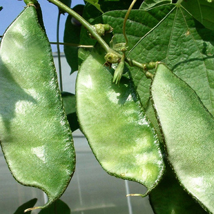 扁豆种子种籽四季豆角红眉豆种孑蔬菜籽种大全梅豆角梅豆架豆菜种