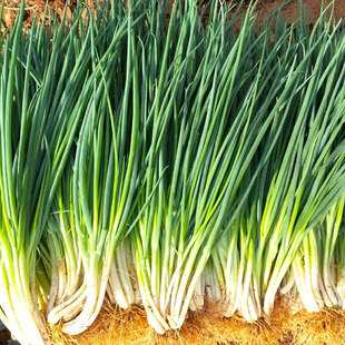 四季小香葱种子小葱菜种籽四川火葱头种植农家菜籽种大全阳台盆栽