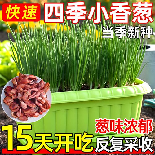 正宗四川红葱头苗四季阳台盆栽