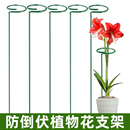 植物铁艺防倒伏支撑杆绣球吊兰爬藤花架护花卉朱顶红支撑架固定架