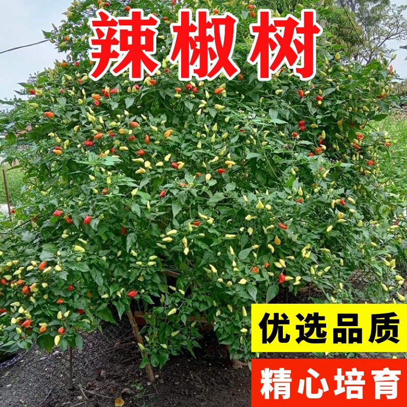 辣椒树种籽苗秧四季阳台盆栽高产香辣椒秧苗蔬菜种子特辣椒种子孑