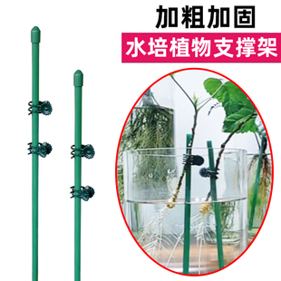 水培植物支撑杆定植杆固定杆园艺攀爬防倒伏水养绿植爬藤架固定器