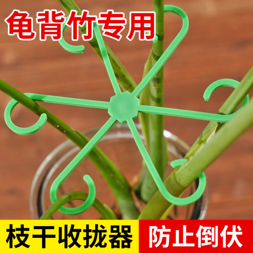 固定夹花架固定干支撑龟背竹绿植花天堂鸟固定海芋花支架支撑架