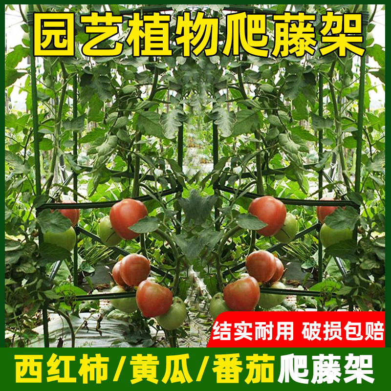 番茄黄瓜西红柿爬藤架园艺阳台植物花架爬藤支架种菜架杆花支撑杆