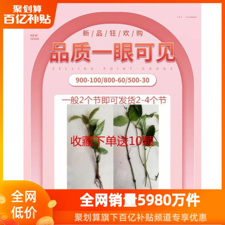 三叶青扦插苗珍稀种苗中药材清热解毒盆景办公室客厅高档花卉绿植