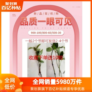 三叶青扦插苗珍稀种苗中药材清热解毒盆景办公室客厅高档花卉绿植