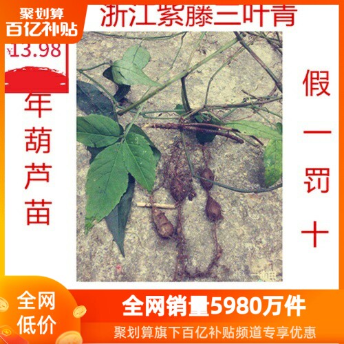 浙江正品紫藤三叶青种苗假一罚十 金线带葫芦苗清热解毒 基地直销