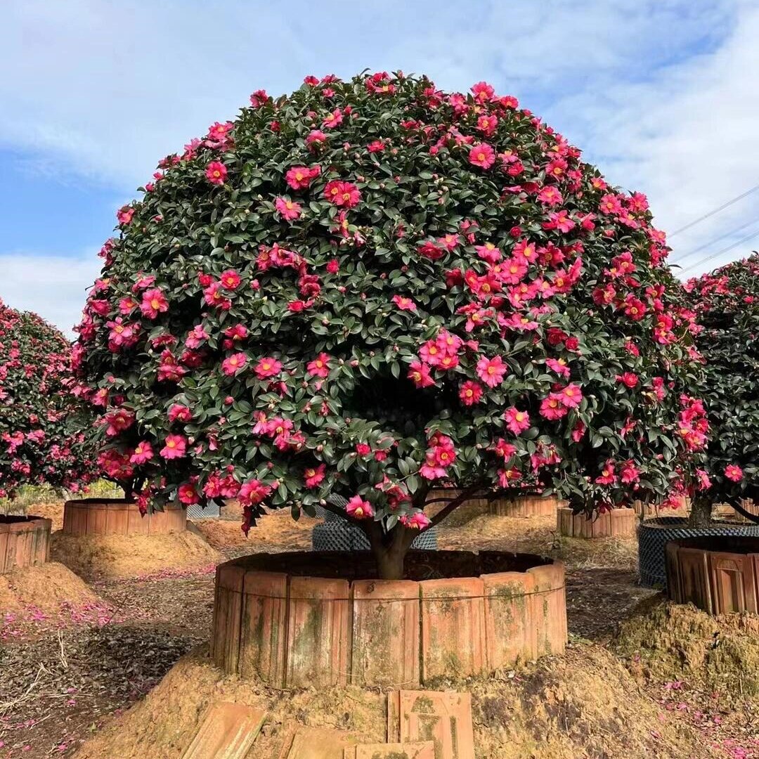 茶梅球庭院别墅大型绿化苗四季常青耐寒植物木本花卉茶梅造景