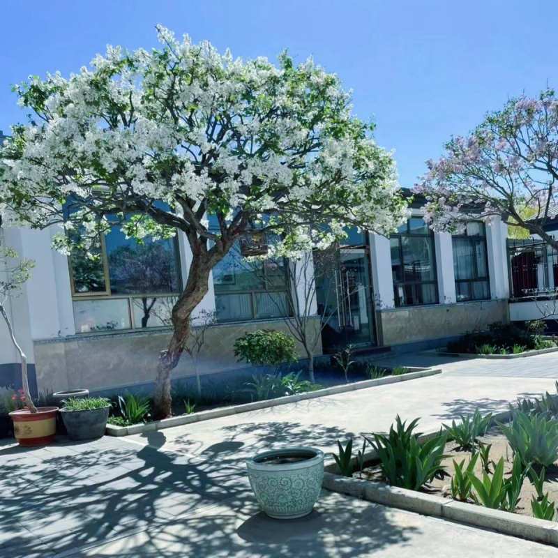 白色紫色四季丁香花树苗庭院别墅地栽耐寒花卉植物花园大型风景树