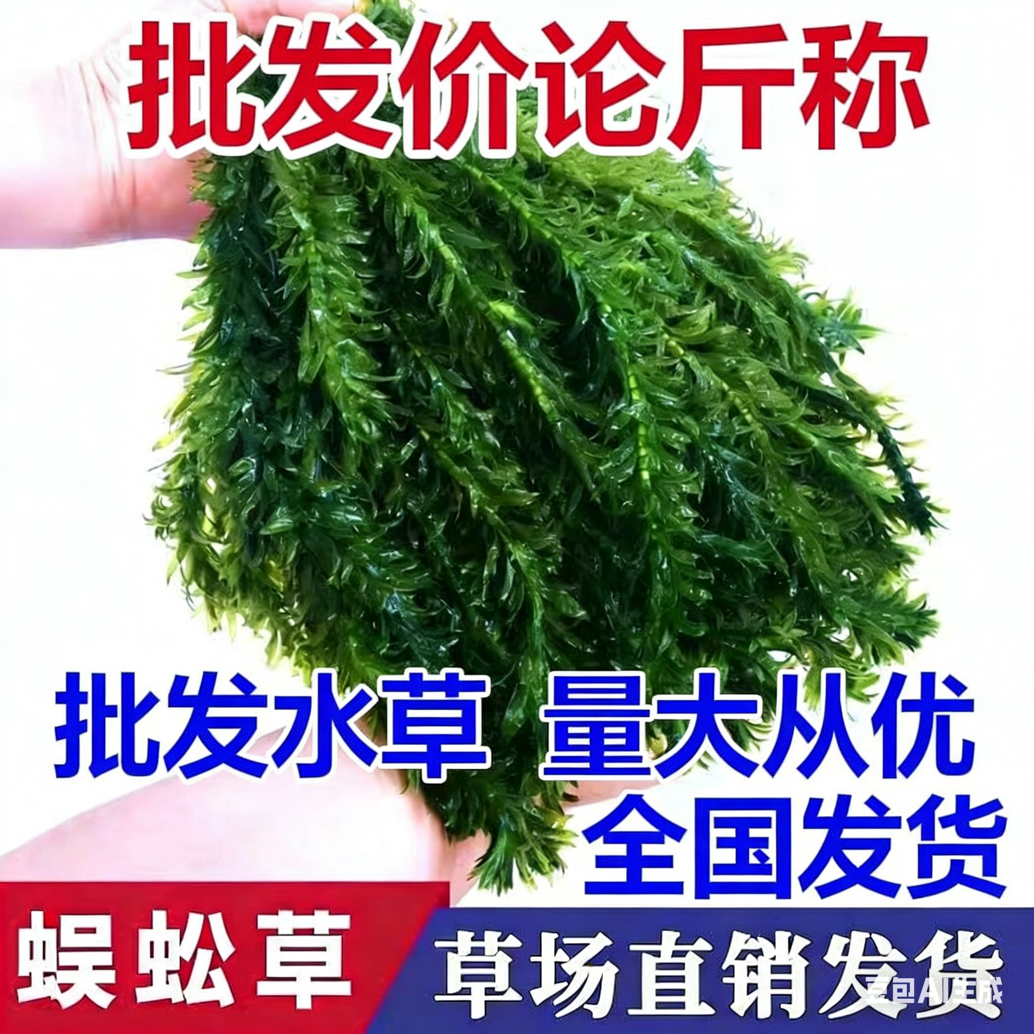 蜈蚣草鱼缸水草净水水草鱼池草钓鱼水草鱼缸养虾水草批发蜈蚣草