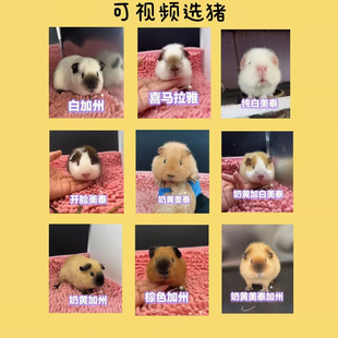 宠物荷兰猪活体 卡皮巴拉天竺鼠英短加州美泰豚鼠