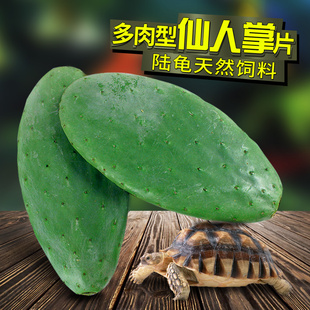 养陆龟饲料陆龟粮 新鲜多肉无刺食用仙人掌 无农药 陆龟天然食源