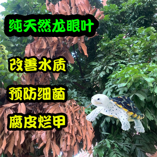 乌龟龙眼叶养龟躲避治疗水龟龟腐皮烂龟缸造景植物叶子饲养龟PH调 - 封面