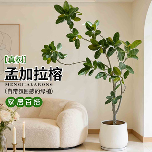 网红孟加拉榕盆栽大型绿植黄金榕高山榕树室内客厅落地橡皮面包树