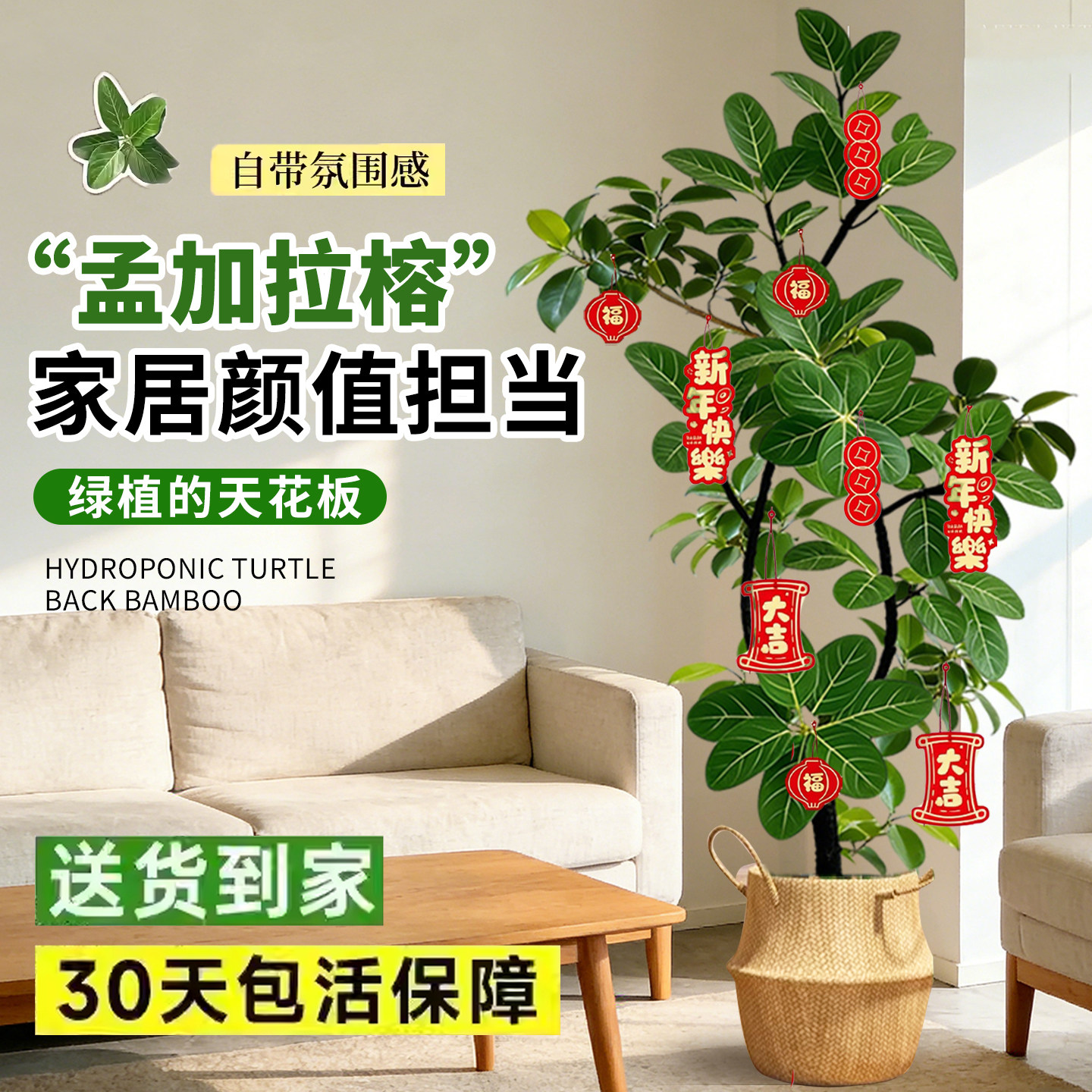 网红孟加拉榕盆栽大型绿植黄金榕高山榕树室内客厅落地橡皮面包树,鲜花速递/花卉仿真/绿植园艺,大型绿植/成品组合盆栽,淘宝优惠券,粉丝福利购,淘宝优惠卷