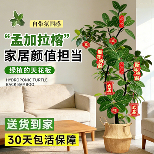 网红孟加拉榕盆栽大型绿植黄金榕高山榕树室内客厅落地橡皮面包树