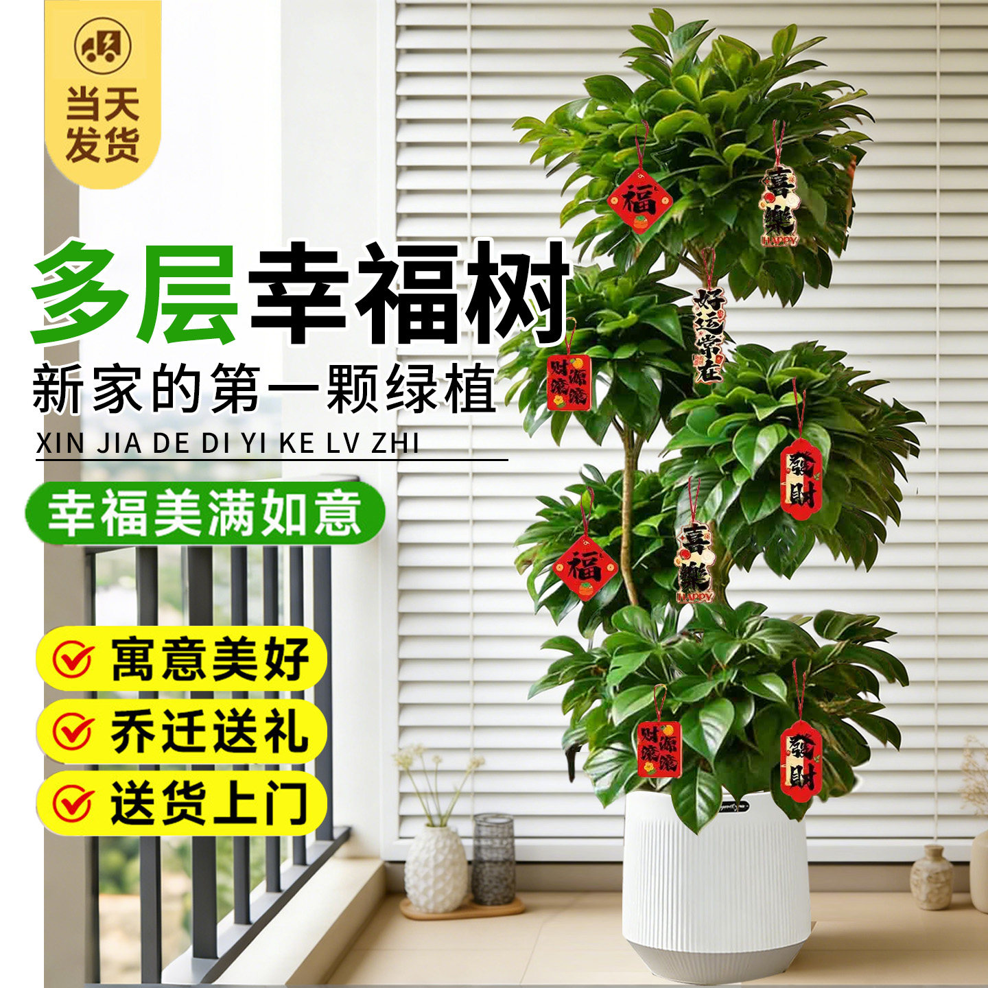 幸福树客厅大盆栽老桩植物客厅高级感室内落地大型绿植盆景好养活