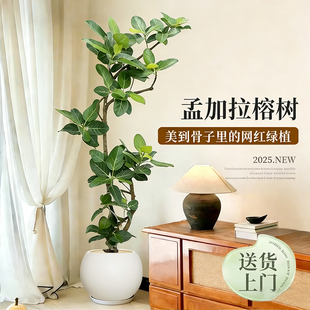 客厅落地网红孟加拉榕盆栽大型绿植黄金榕高山榕树室内橡皮面包树