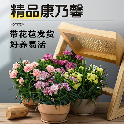 【带花苞康乃馨盆栽】多季开花