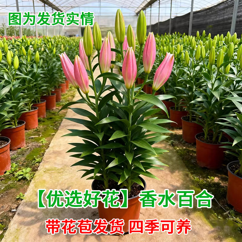 基地直发带花苞发香水百合花鲜花盆栽带花苞室内客厅阳台庭院花苗