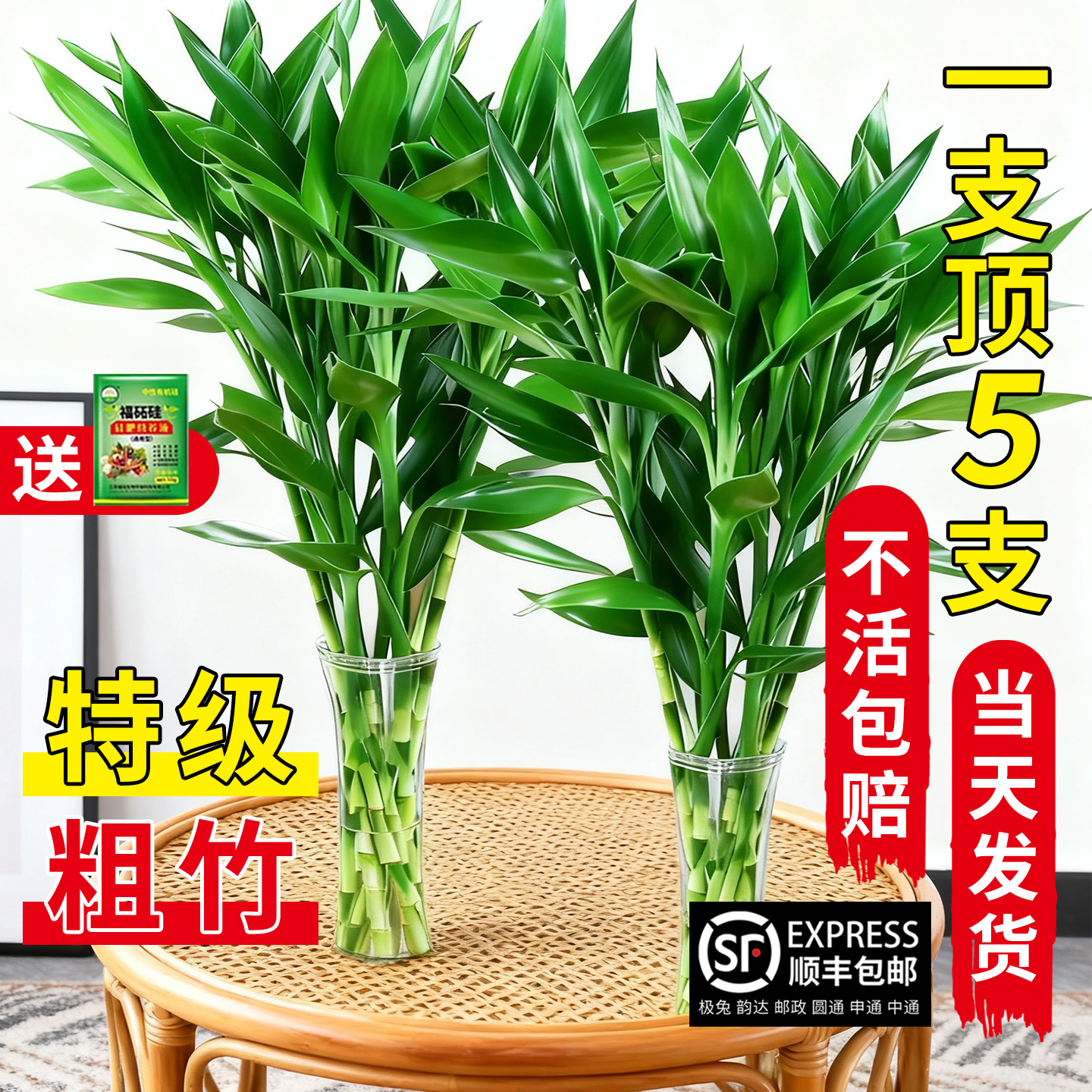 富贵竹家庭水培转运盆栽招财