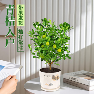 青桔金桔盆栽 好养能吃 常年挂果客厅招财吉祥绿植室内小橘子盆景